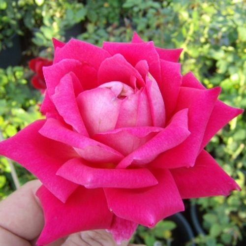 Shop - Rosa Freiheitsglocke® - rosa - teehybriden-edelrosen - stark duftend - Reimer Kordes - Stark gefüllte, große Blüten, geeignet als Schnittrose.